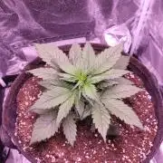 Fast growing some Fastbuds