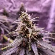 Monkey Candy
