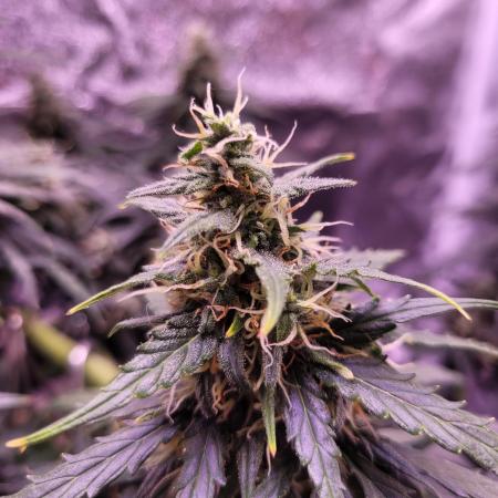 Monkey Candy