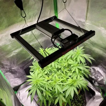 Cheri x Lurpe Test RUN