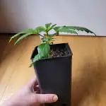 Lets grow some Honey Hash :)