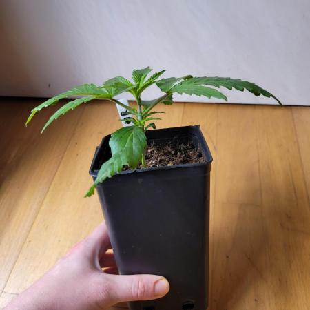 Lets grow some Honey Hash :)