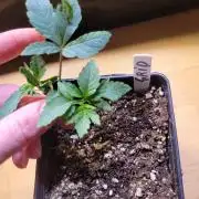 (RIP) High Hopes and Expectations!