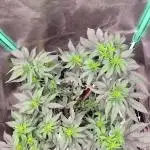 Fillmore Slim - PCG - My First Report :)