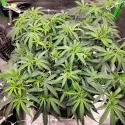 Lets grow some Honey (Runtz) Hash :)