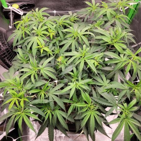 Lets grow some Honey (Runtz) Hash :)