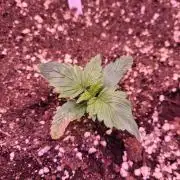 Fast growing some Fastbuds