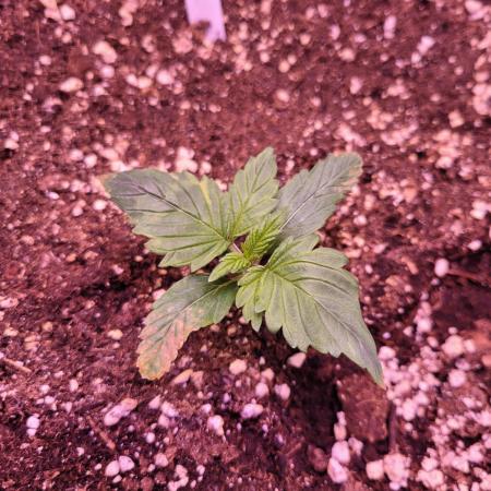 Fast growing some Fastbuds