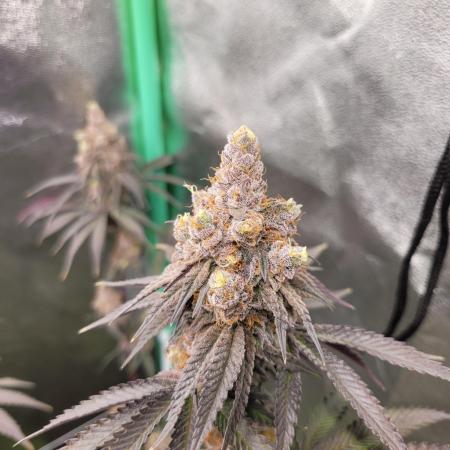 Fillmore Slim - PCG - My First Report :)