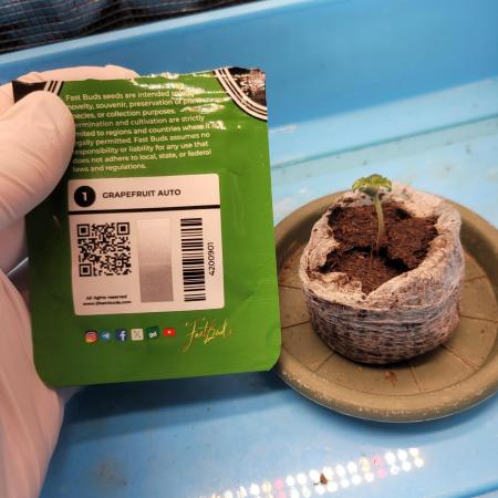 Fast growing some Fastbuds