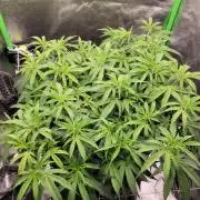 Lets grow some Honey (Runtz) Hash :)