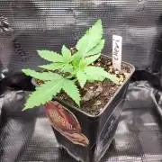 Cheri x Lurpe Test RUN