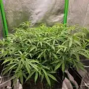 Lets grow some Honey (Runtz) Hash :)