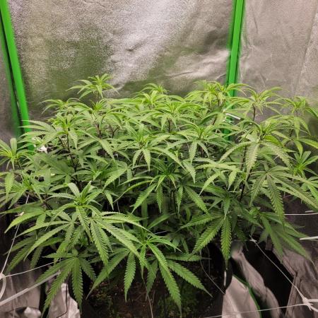 Lets grow some Honey (Runtz) Hash :)