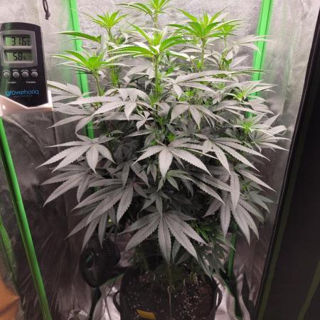 Blue Ginseng