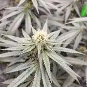 Blue Ginseng