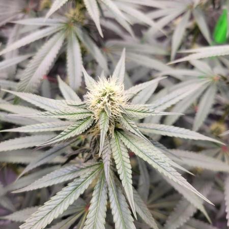 Blue Ginseng