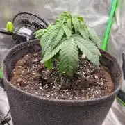 Blue Ginseng