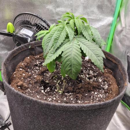 Blue Ginseng