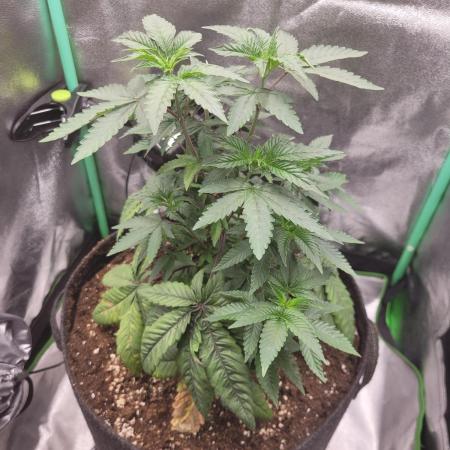 Fillmore Slim - PCG - My First Report :)