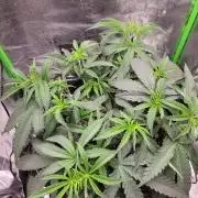 Lets grow some Honey Hash :)