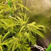 Lets grow some Honey (Runtz) Hash :)