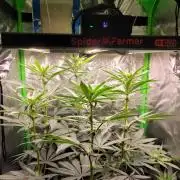 Blue Ginseng