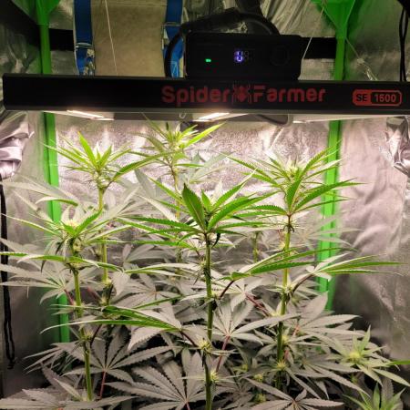 Blue Ginseng
