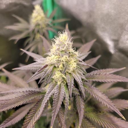 Fillmore Slim - PCG - My First Report :)