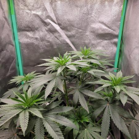 Blue Ginseng