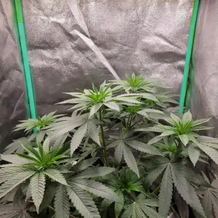 Blue Ginseng