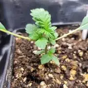 Ready for a Miracle?