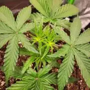 Lets grow some Honey Hash :)