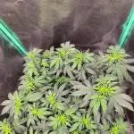 Fillmore Slim - PCG - My First Report :)