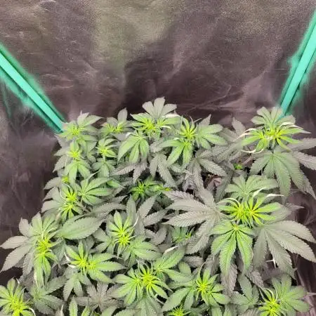 Fillmore Slim - PCG - My First Report :)