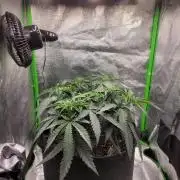 Lets grow some Honey Hash :)