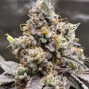 Blue Ginseng