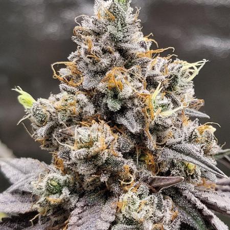 Blue Ginseng