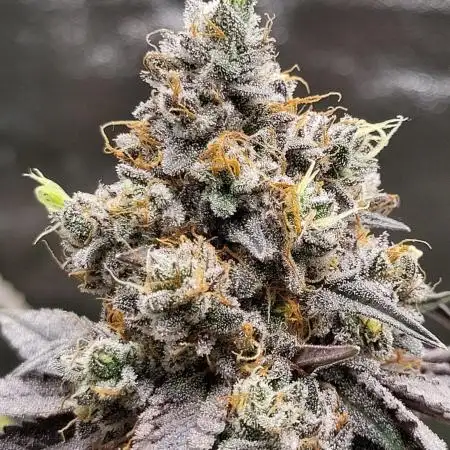 Blue Ginseng