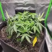 Cheri x Lurpe Test RUN