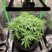 Cheri x Lurpe Test RUN