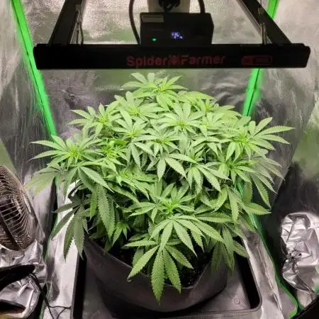 Cheri x Lurpe Test RUN