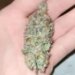 Fillmore Slim - PCG - My First Report :)