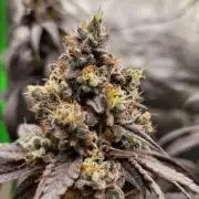 Blue Ginseng