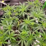 Lets grow some Honey Hash :)