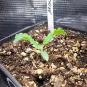 Ready for a Miracle?