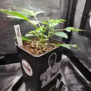 Ready for a Miracle?