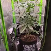 Ready for a Miracle?
