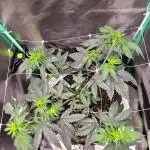 Fillmore Slim - PCG - My First Report :)
