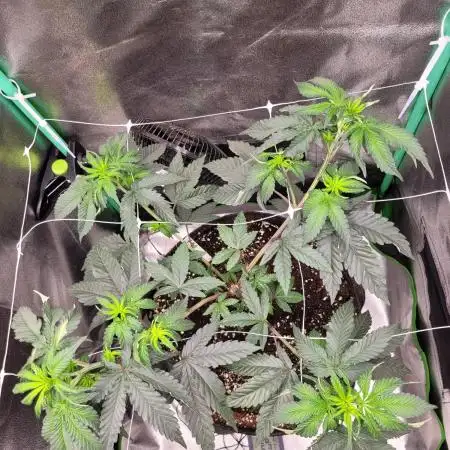 Fillmore Slim - PCG - My First Report :)